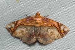 Eugnathia pulcherrima