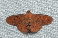 Homodes bracteigutta