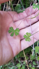 Geranium microphyllum