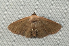Nechesia albotentata