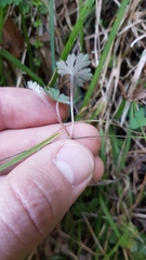 Geranium microphyllum