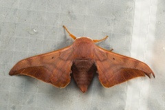 Comparmustilia sphingiformis