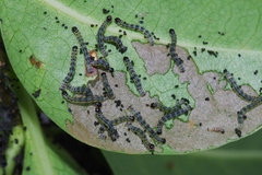 Gymnoscelis tristrigosa