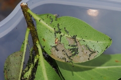 Gymnoscelis tristrigosa