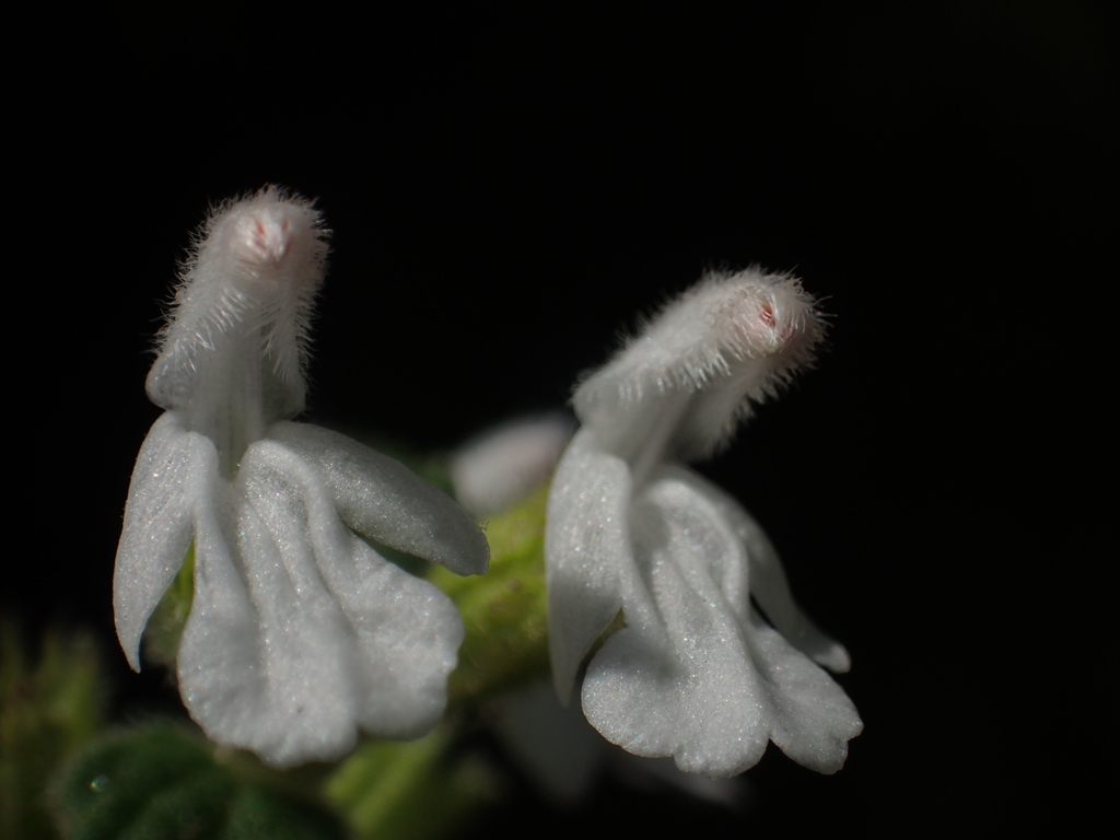 白花草 馬祖燕鷗保護區植物 含小坵 Inaturalist