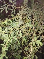 Vachellia farnesiana