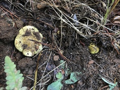 Tricholoma intermedium