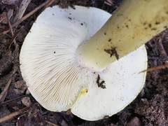 Tricholoma intermedium