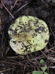 Tricholoma intermedium
