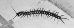 Scolopendra gigantea