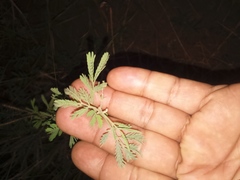 Vachellia farnesiana