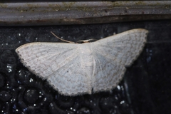 Scopula coniaria