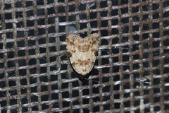 Neachrostia bipuncta