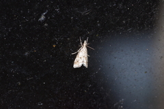 Microchilo inexpectellus