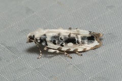Heterogymna ochrogramma