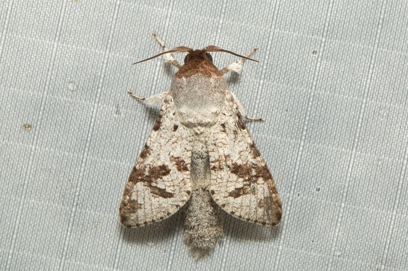 Zeuzerocossus