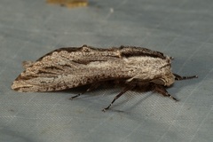 Panau adusta