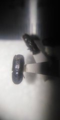 Ips sexdentatus