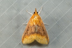 Lipararchis tranquillalis