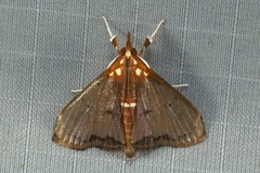 Deanolis sublimbalis