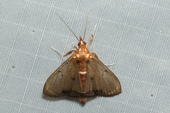 Deanolis sublimbalis
