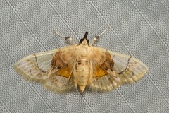 Noctuelia