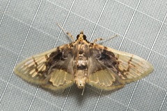 Noctuelia