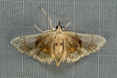 Noctuelia