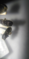 Ips sexdentatus
