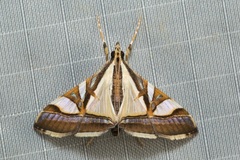 Agrioglypta excelsalis