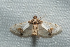 Leucinodes orbonalis