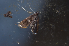 Paracymoriza okinawanus