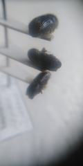 Ips sexdentatus