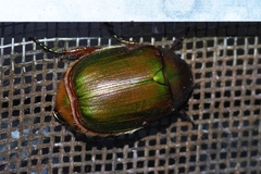 Anomala albopilosa