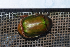 Anomala albopilosa