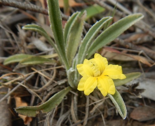Goodenia willisiana Carolin