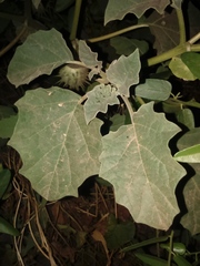 Datura discolor