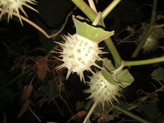 Datura discolor