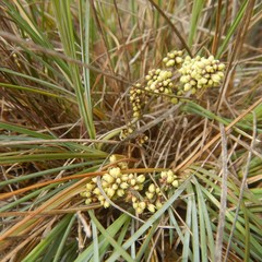 Lomandra collina