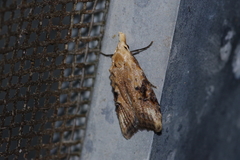Peragrarchis syncolleta