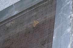 Stenhypena longipennis