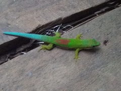 Phelsuma lineata