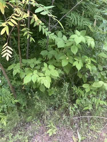 Common Blackberry