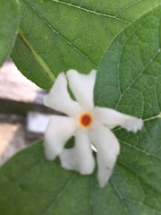 Nyctanthes arbor-tristis