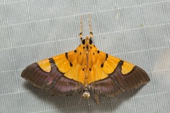 Endocrossis flavibasalis