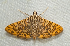 Glyphodes caesalis