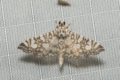 Glyphodes onychinalis