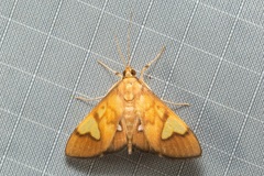 Nosophora