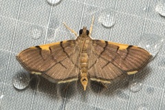 Omiodes dispilotalis