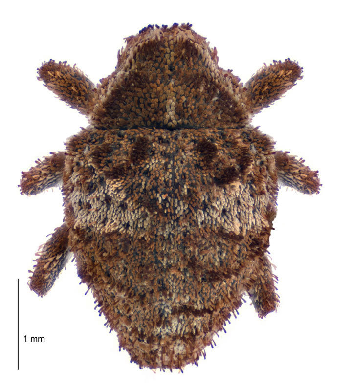 Clypeolus